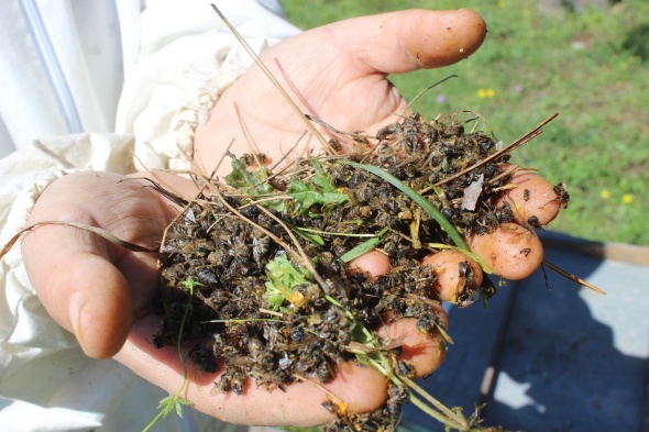 Ãamur yaÄmasÄ±ndan dolayÄ± baÅladÄ±, artarak devam ediyor