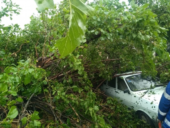 Adana'da Åok olay! AÄaÃ§larÄ± kÃ¶kÃ¼nden sÃ¶ktÃ¼
