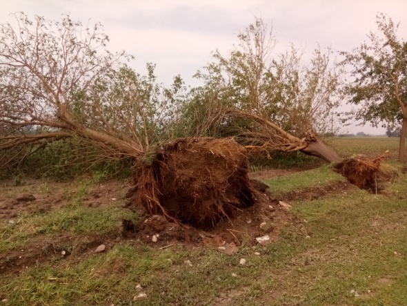 Adana'da Åok olay! AÄaÃ§larÄ± kÃ¶kÃ¼nden sÃ¶ktÃ¼