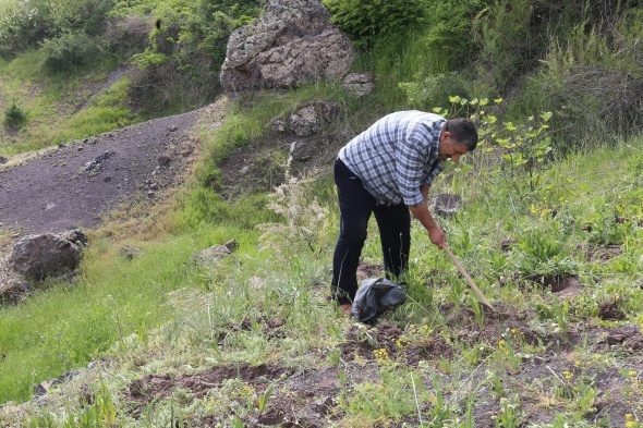 ToplanmasÄ± yasak olan 6 kilo salep soÄanÄ±na 48 bin 625 lira ceza