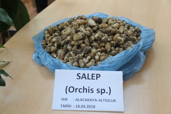 ToplanmasÄ± yasak olan 6 kilo salep soÄanÄ±na 48 bin 625 lira ceza
