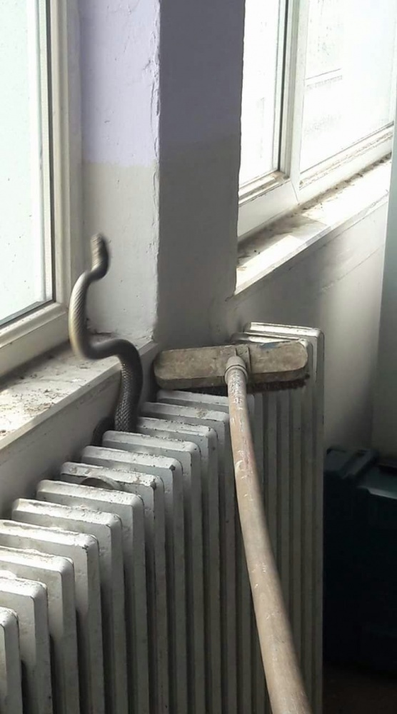 Kalorifer peteğinde bulundu! Görenler şaşkına döndü