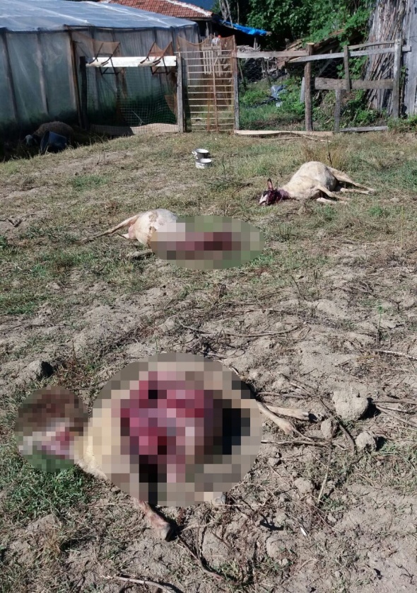 Åoke eden görüntü! Parçaladılar...