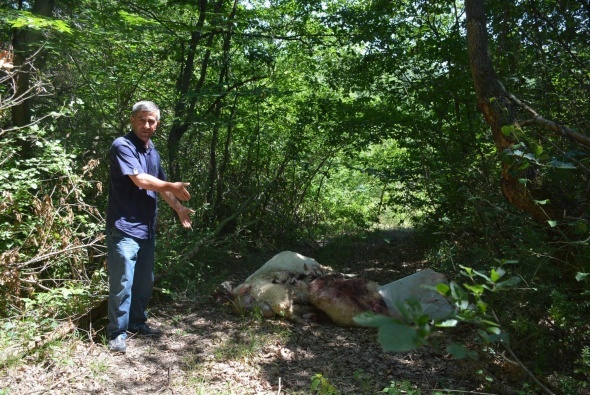 Åoke eden görüntü! Parçaladılar...