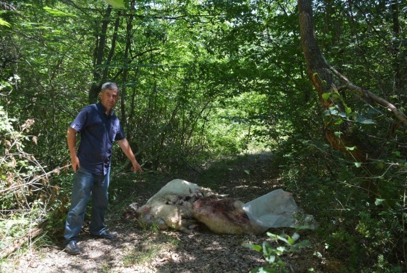 Åoke eden görüntü! Parçaladılar...