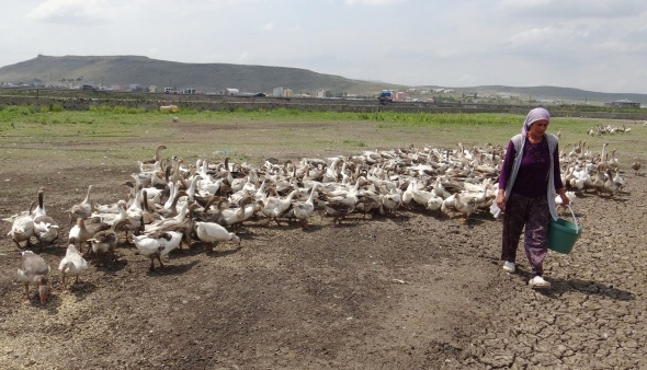 Kars'ta korkutan geliÅme... GeÃ§en yÄ±l ortaya Ã§Ä±kmÄ±ÅtÄ±! Yeniden baÅladÄ±