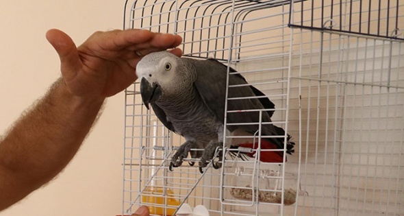 BulduÄu papaÄanÄ±n sÃ¶yledikleri karÅÄ±sÄ±nda Åoke oldu