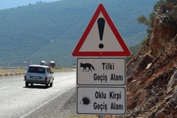 Duyan harekete geÃ§ti! Ezilerek telef oldu