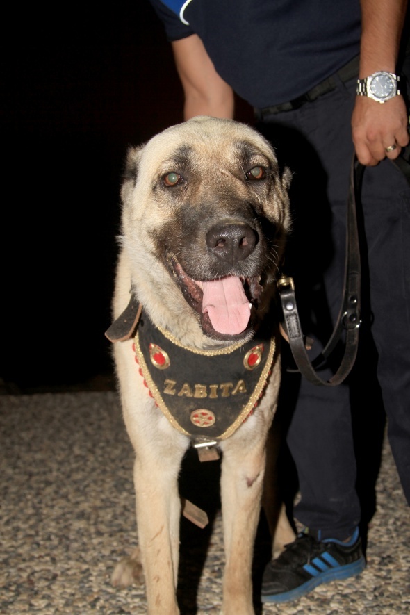 AracÄ±n arkasÄ±na baÄlayÄ±p sÃ¼rÃ¼klenen kÃ¶pek 'turizm zabÄ±tasÄ±' oldu