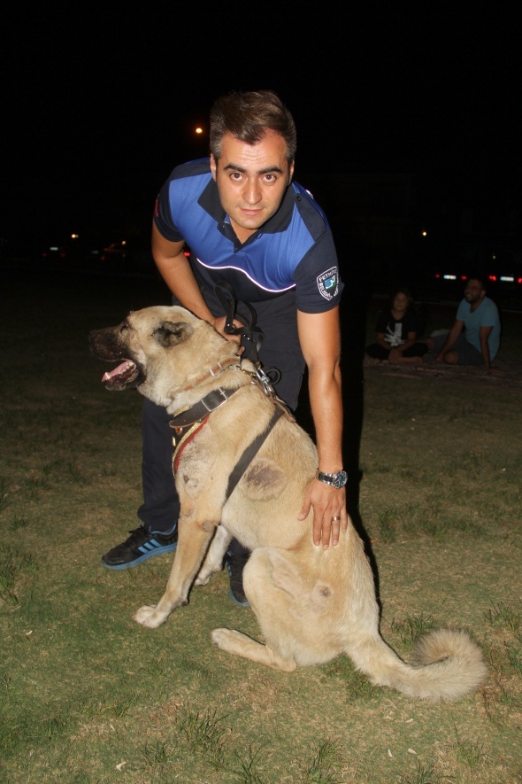 AracÄ±n arkasÄ±na baÄlayÄ±p sÃ¼rÃ¼klenen kÃ¶pek 'turizm zabÄ±tasÄ±' oldu