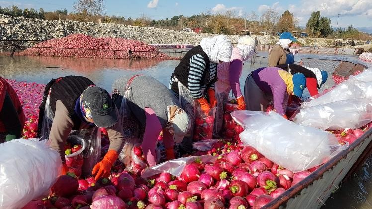 Kırmızı altında' hasat başladı İhlas Haber Ajansı