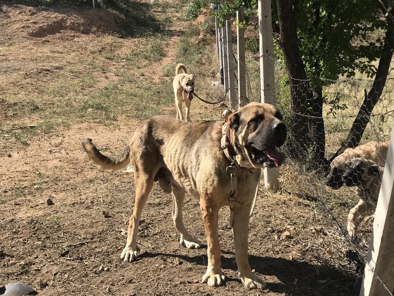 Anadolu ırkı çoban köpekleri heybetleriyle dikkat çekiyor İhlas Haber Ajansı