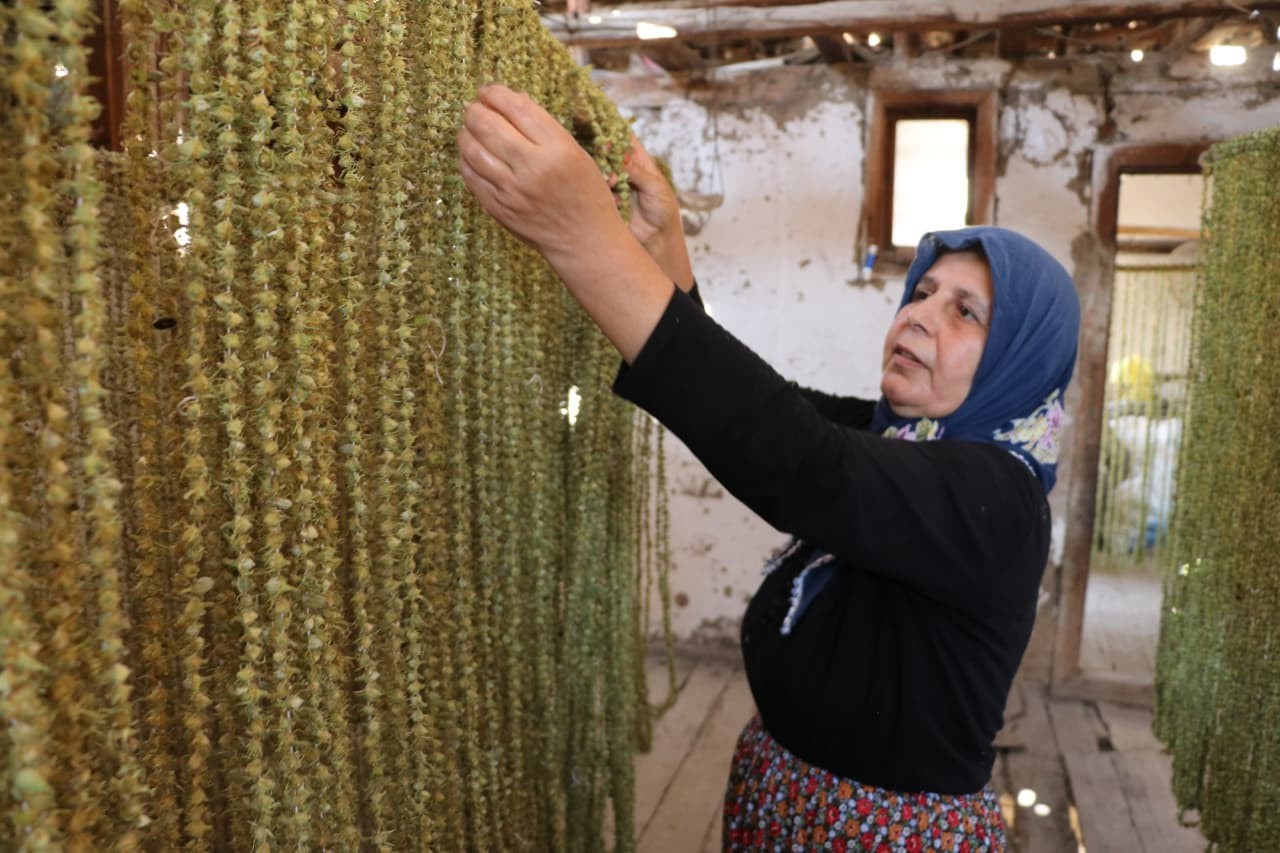 Amasya'da tescilli 'çiçek bamyası'nın hasadı başladı: Kilosu 200 lira İhlas Haber Ajansı