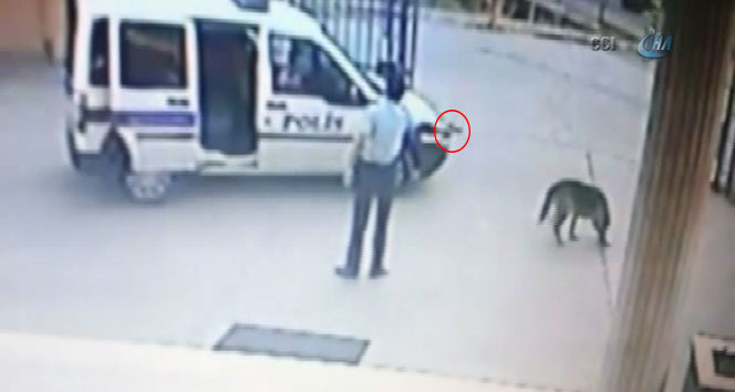 Komiser yardımcısı, karakol bahçesinde silahı ile köpek vurdu Komiser yardımcısı,köpek,polis,vurma