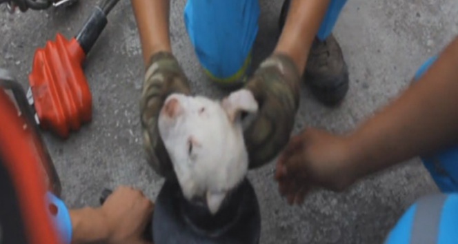 Öyle bir yere sıkıştı ki… kafası sıkışan köpek,tayland