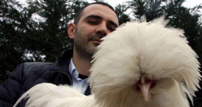 İngiltere'nin gözdesi Osmanlı Sultan Tavuğu bursa,süs tavuğu