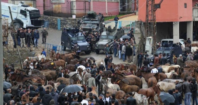 Uludere’de katırlı gergin yürüyüş gerginlik,katır,uludere,yürüyüş