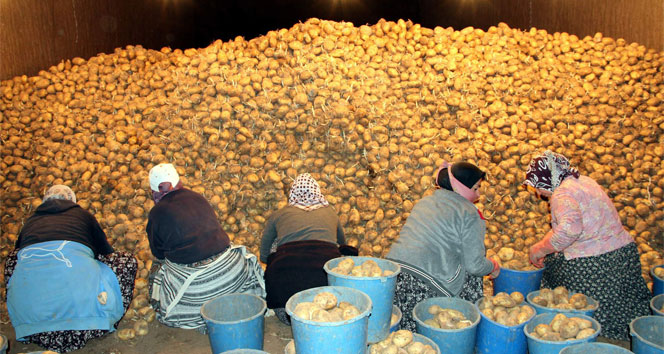 Patatesin kilosu muzla yarışıyor patates