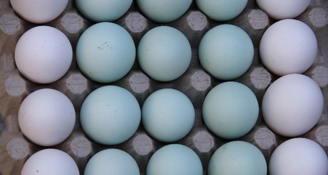 Bu tavuklar mavi yumurtluyor tavuk,yumurta