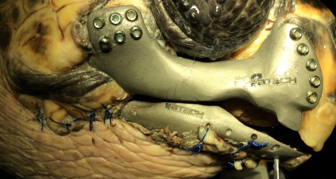 İlk kez bir caretta carettaya 3D çene protezi takıldı AKUT,Caretta caretta,çene protezi